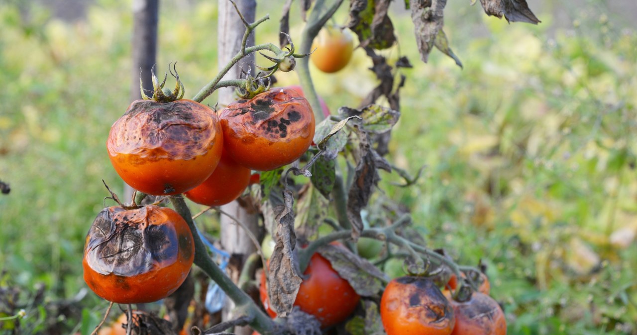 The potato plague on tomatoes can devastate our crops in just a few days. How to protect yourself from her and what to do when we notice the disease on the bushes? /123RF/PICSEL