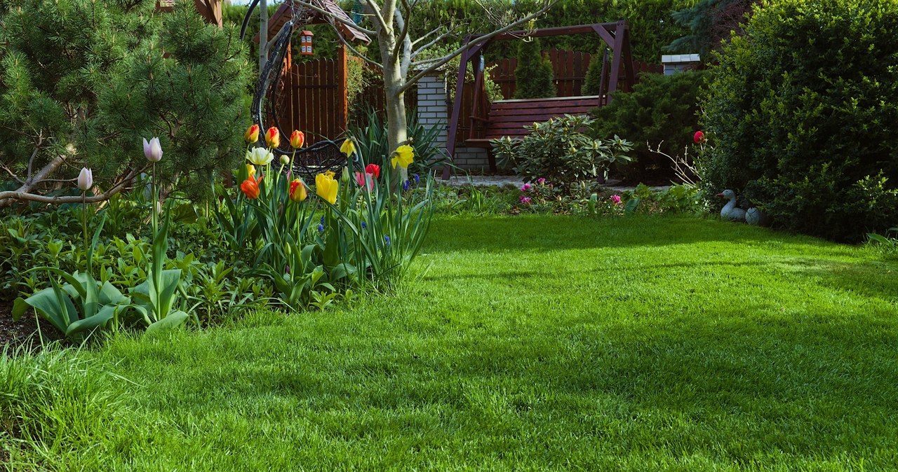 The lawn should be sprinkled regularly with sugar