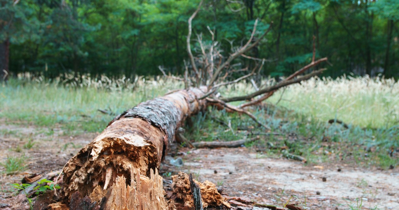 Removing an unwanted trunk can be difficult and time consuming, especially if the trees were old /pixel