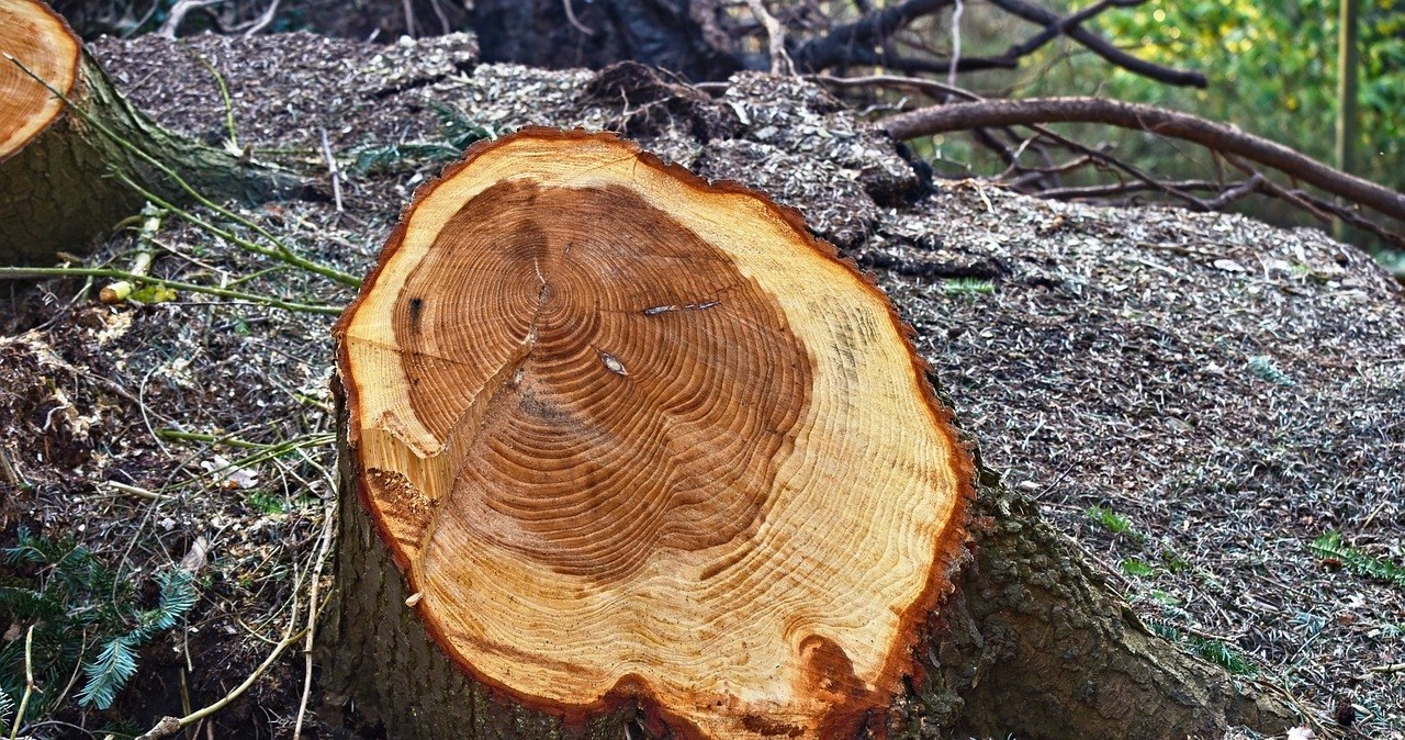 The thicker the trunk of the tree, the harder it will be to remove /pixabay.com