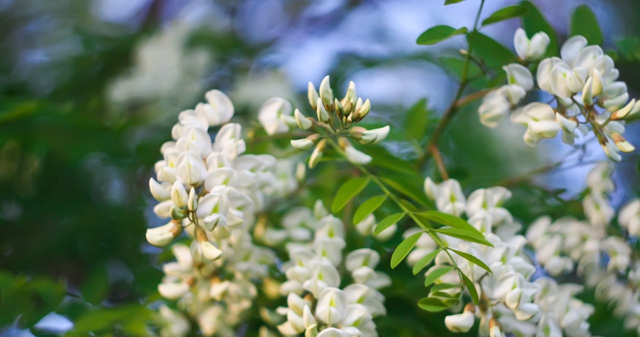 Akacja flowers have many properties, tea brewed from them will help in the fight against insomnia /123RF /PICSEL