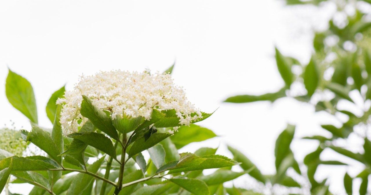 We break the elderberry flowers from May to July, but they should not be decorations, according to folk superstitions. /123RF/PICSEL