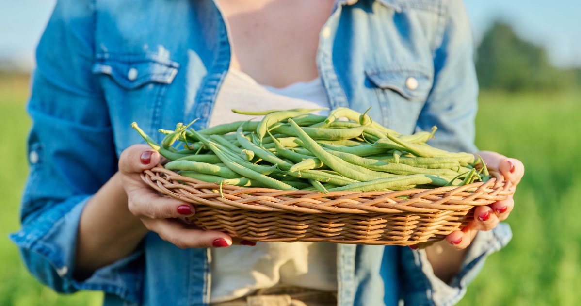 The green beans should be collected regularly and correctly /123RF /PICSEL