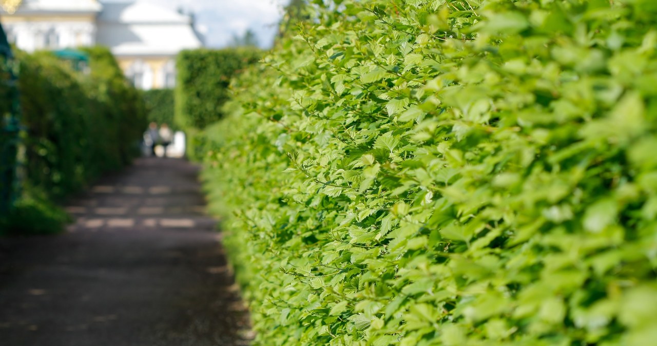 Do not do the cutting of the hedge on a hot day /123RF /PICSEL