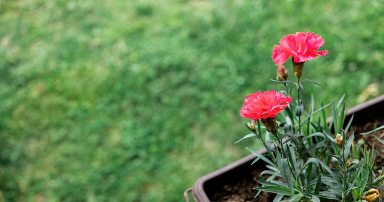 Cloves should be regularly fertilized and pruning /marjan4782 /123rf /picsel