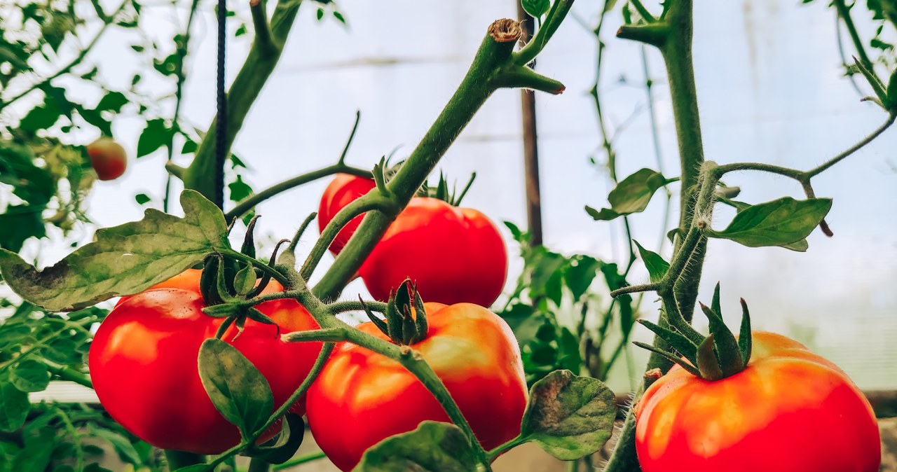How to accelerate tomato maturation? Meet the proven, scientific ways /123rf /Picsel