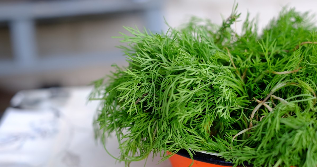 We can store dill in a jar for up to a year /123RF /PICSEL
