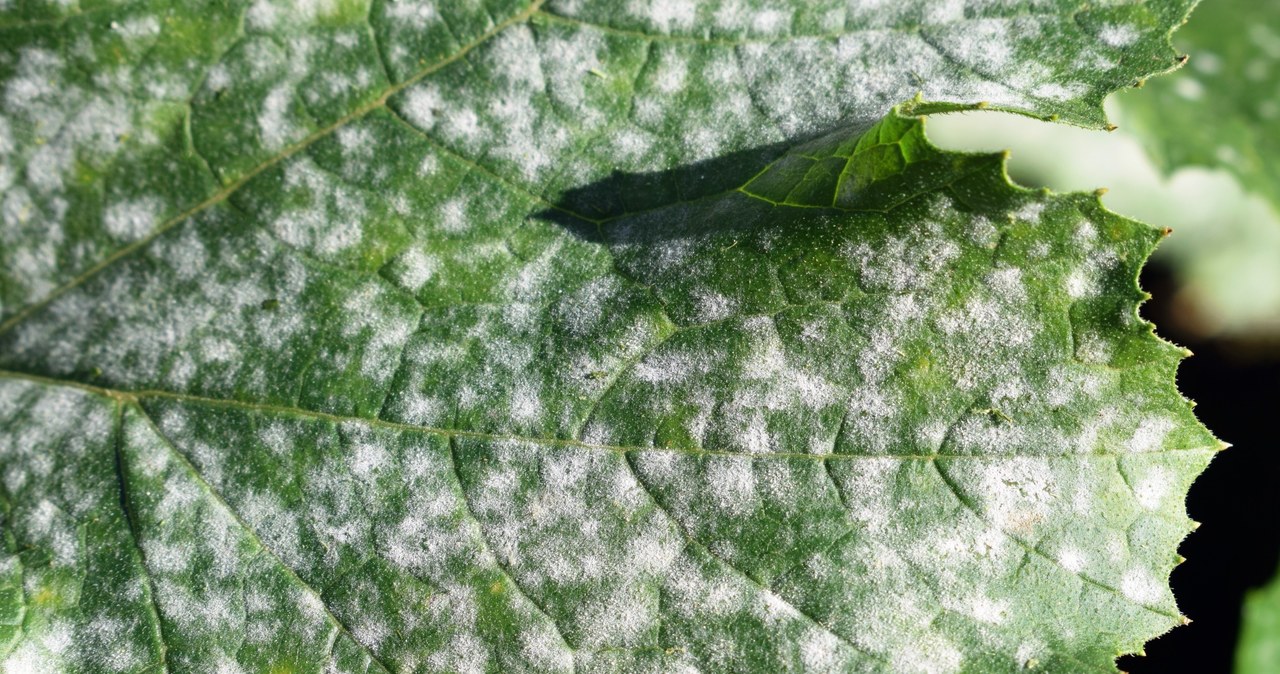 White raid on the leaves is the cause of powdery mildew /123RF /PICSEL