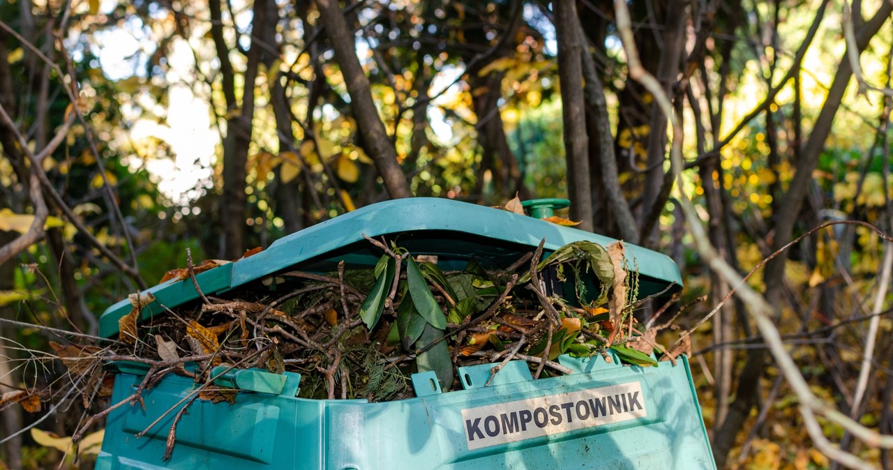 Glowing tomatoes should be thrown into the composter
