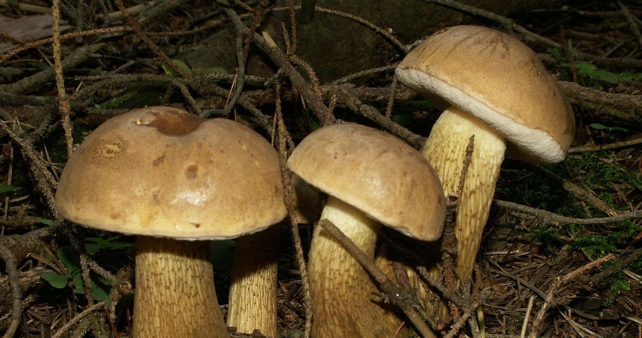 Bile bitters are sometimes confused with boletus /wikimedia