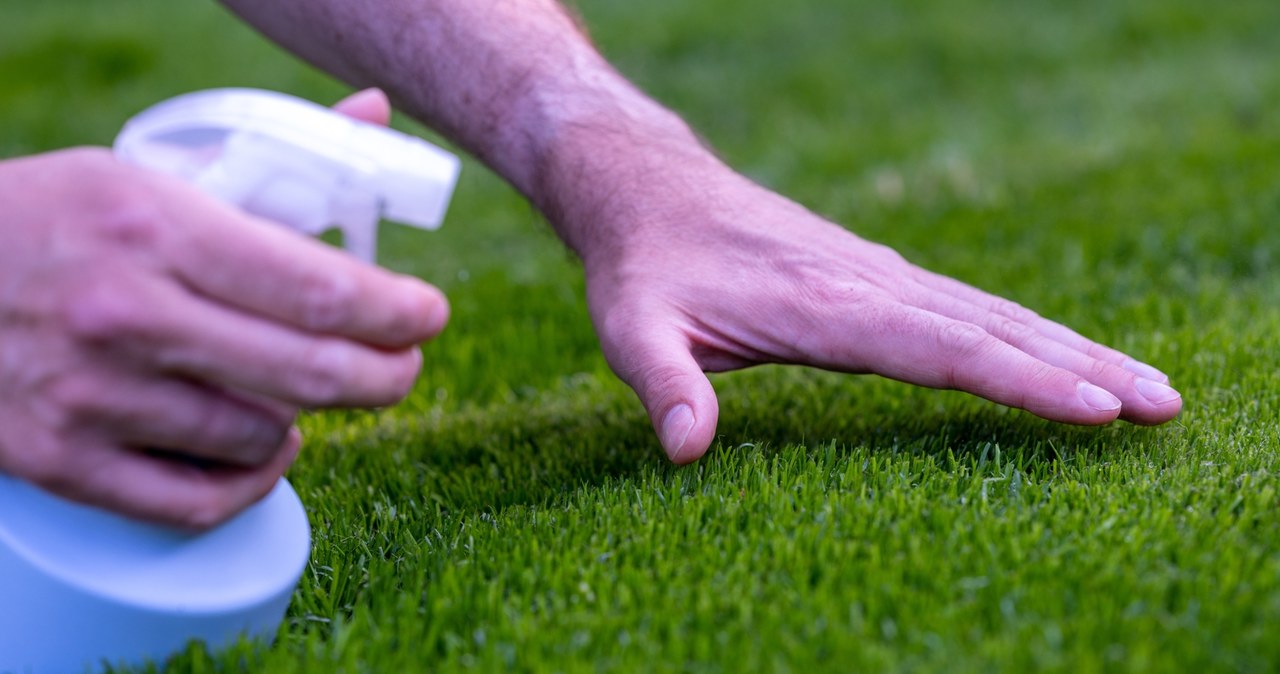 In hot weather, the lawn is best sprinkled in the evening /123RF /PICSEL