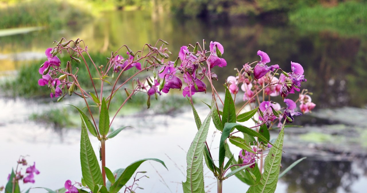 Impat food is usually growing over the rivers, as well as on the moist edges of forests and meadows. /Pixel