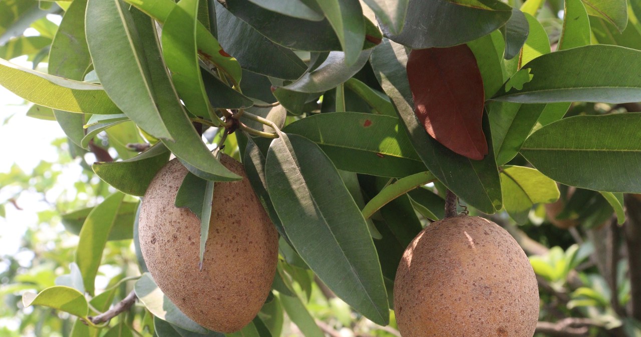 The proper quince tastes best in raw form. /East News