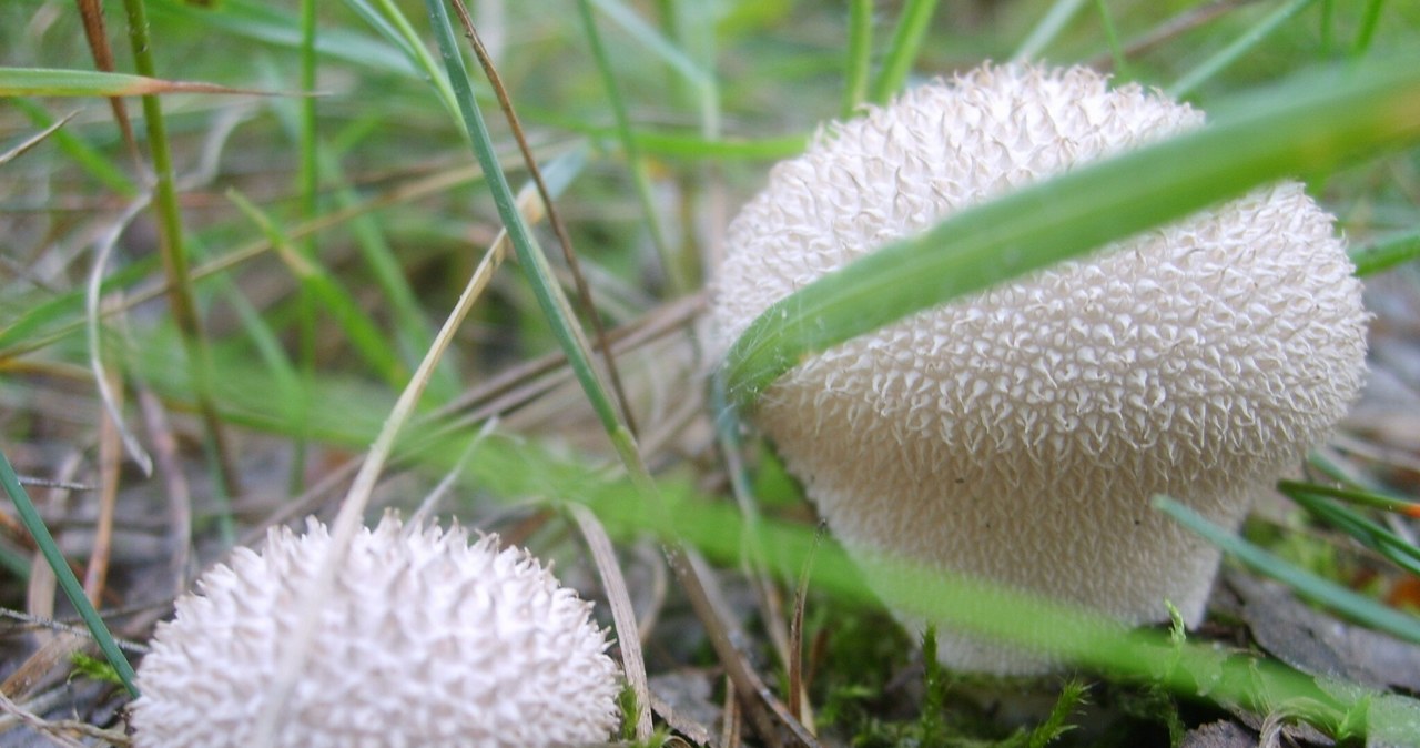 Young rough puffs are fully edible and in addition very tasty. Only those with a white, compact and soft interior are suitable for food. /East News
