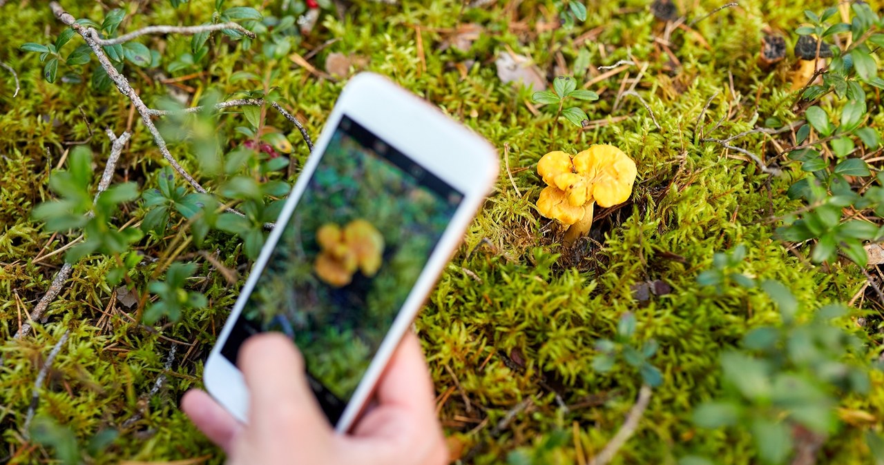 Applications help in identifying mushrooms /pixel