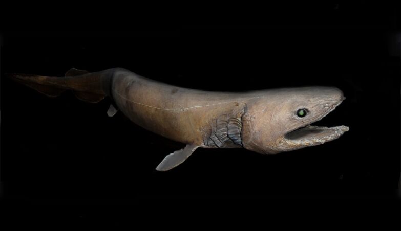 They are not vivid fossils. Tubarão species 80 million years old is a biological mystery
