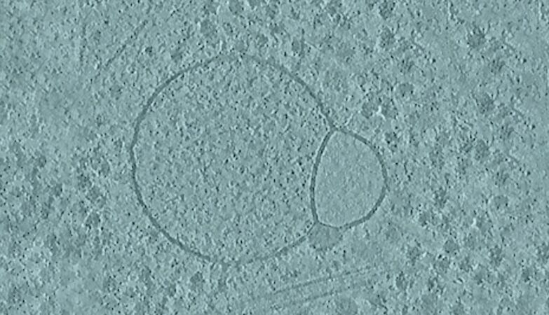 Unknown unknown organization inside our cells
