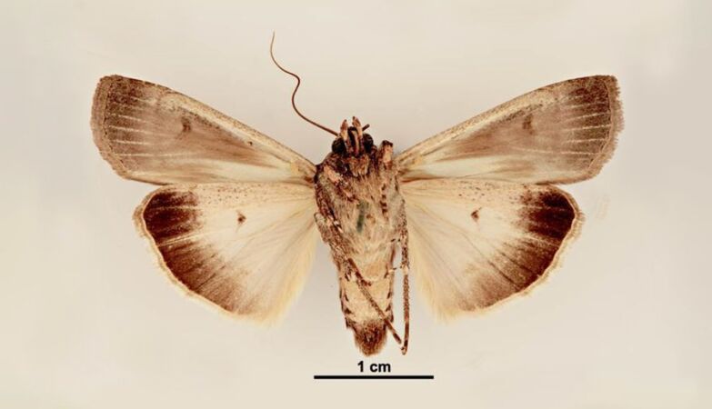 Invertebrate species discovery that uses the stars to navigate their epic migrations