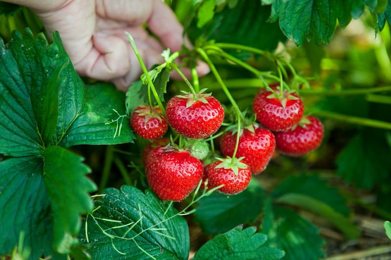 I fertilize the strawberries with a simple powder and wait for a crazy harvest