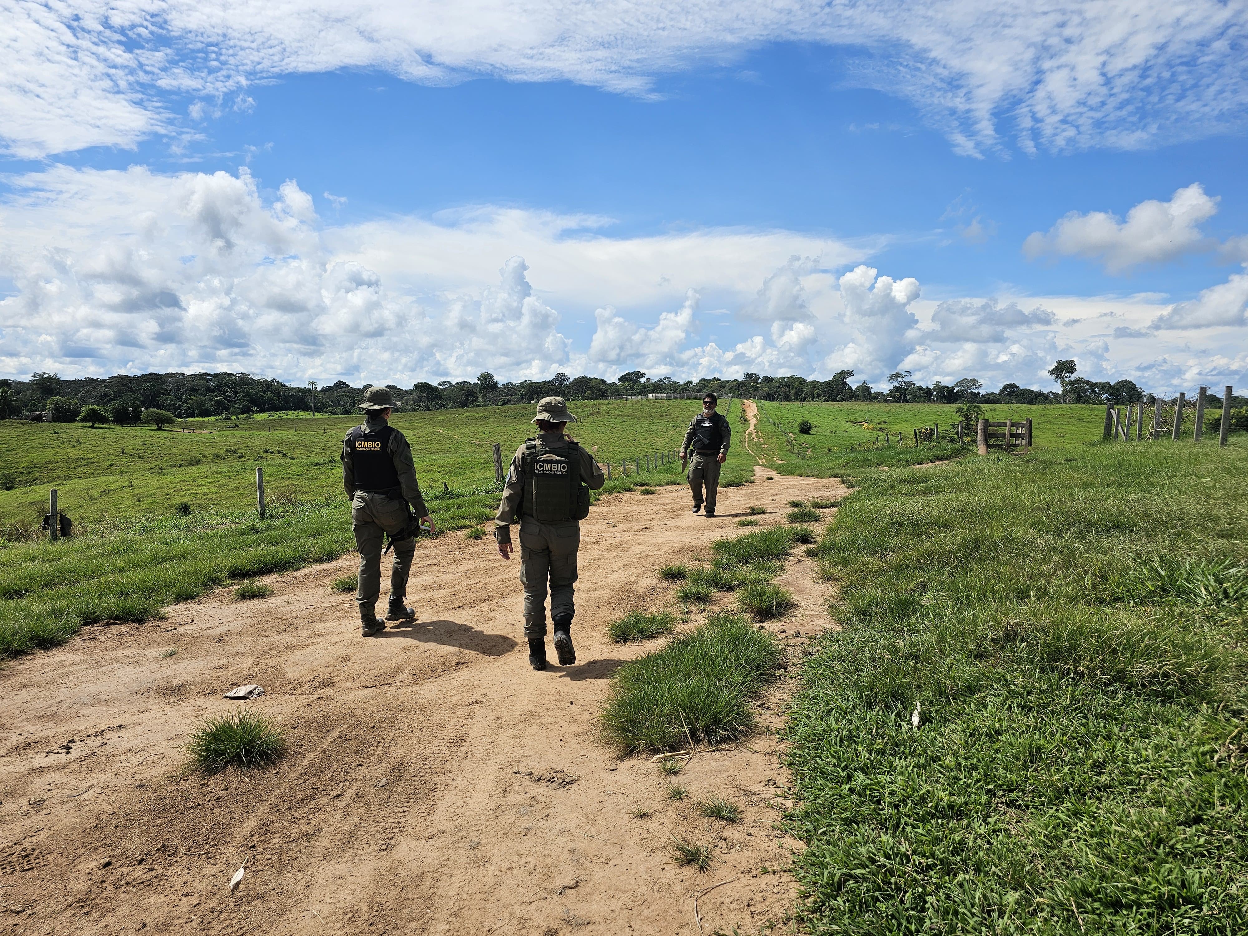 SUÇUARANA OPERATION: ICMBio Performs withdrawal of 400 heads of illegal cattle within the Chico Mendes Extractive Reserve - Chico Mendes Institute for Biodiversity Conservation