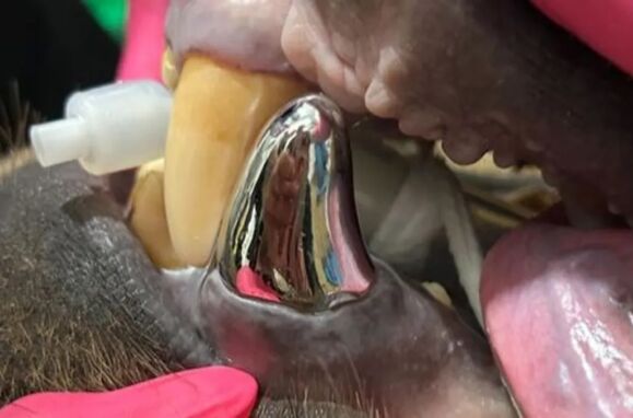 Veterinarians first put a metal tooth in a bear