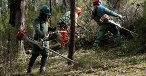 Forest Management Concilia Fire Conservation and Prevention