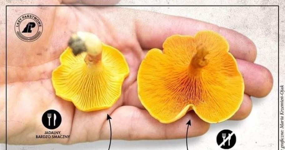 How to recognize an orange fox? /State Forests /interia.pl