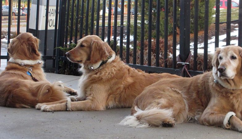 South Korea forbade dog meat. What will happen to animals now?
