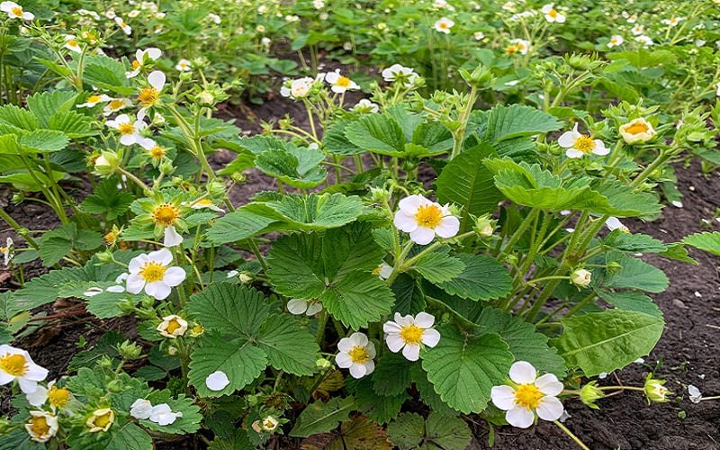 I fertilize the strawberries with a simple powder and wait for a crazy harvest