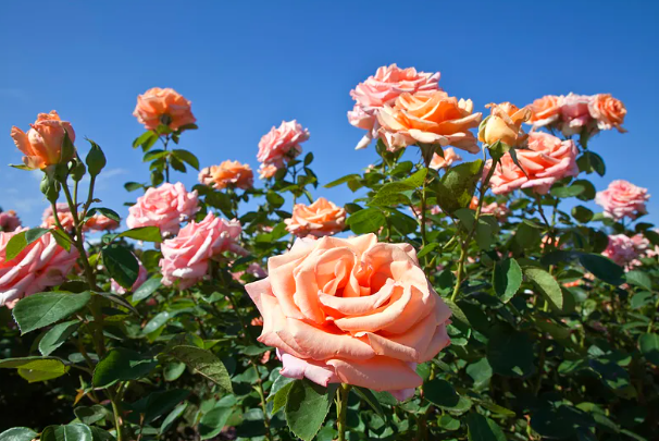 I always water the roses with this remedy: All you have to do is put one ingredient in the water