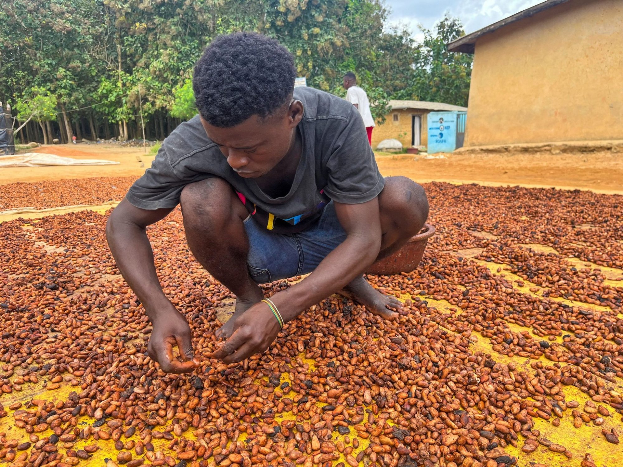 The Chocolate Crisis: Cocoa will be rare in Europe in a few years