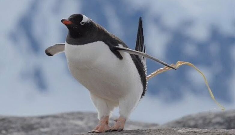 Are penguin droppings saving Antarctica?