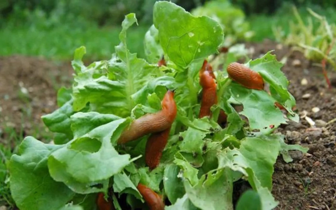 How to get rid of slugs in the garden?