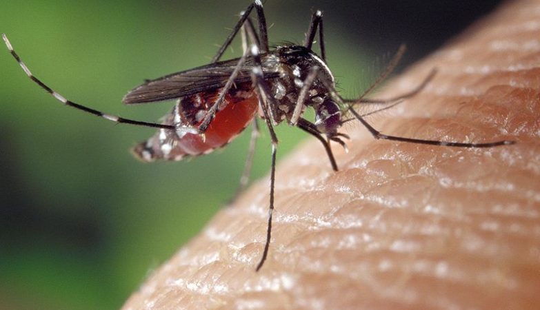 Mosquito, tick or flea? How to avoid, identify and treat insect bites