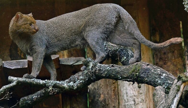 Is it a cat? Is it a otter? It's Jaguarundi