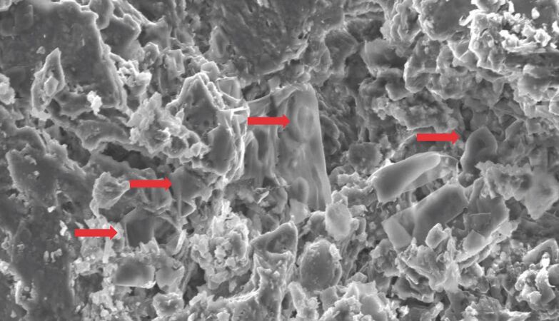 A 70 million-year-old dinosaur fossil can help us study cancer