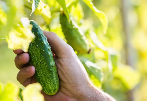 Do not plant these vegetables next to cucumbers: this will determine the harvest loss!