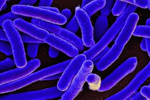 E. Coli uses old war trick to kill viruses