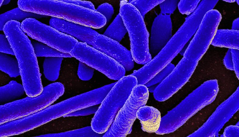 E. Coli uses old war trick to kill viruses
