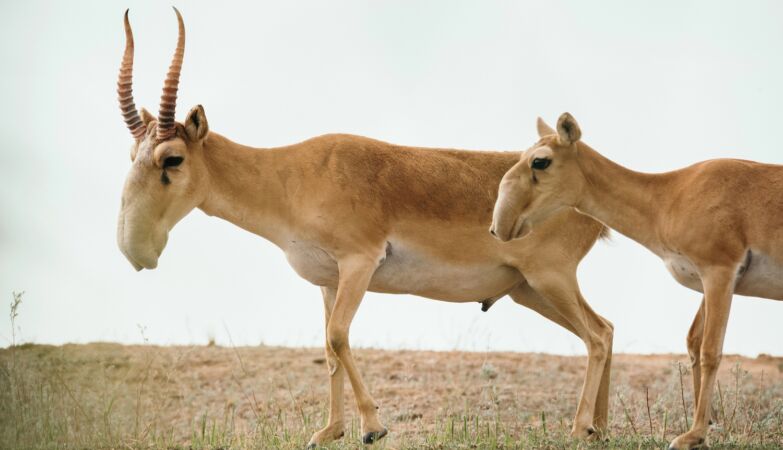 In 2015, more than 200,000 Saiga fell dead. Finally we know what happened