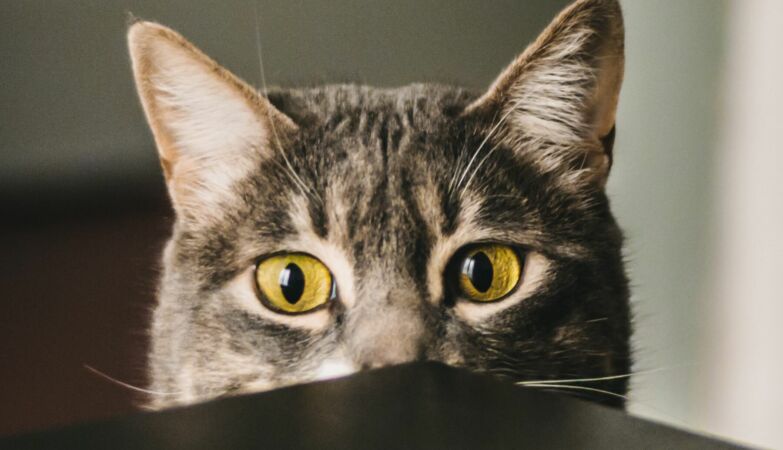 Your cat can smell the difference between each other and a stranger and prefers the strange