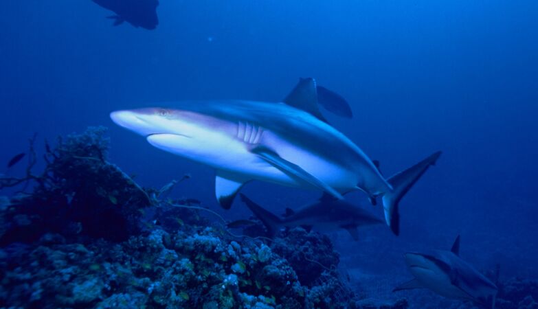 Sharks “freeze” when they are turned upside down. No one knows why