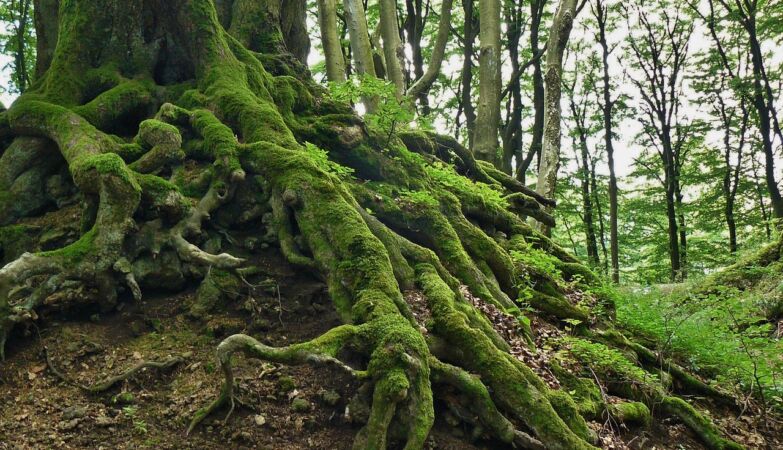No one knew: one in 5 plants has a second, mysterious set of roots