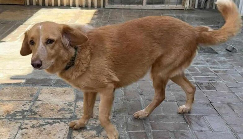 Bitch disappeared for 36 days: 160 km walked and swam to an island. In half, he arranged Dona