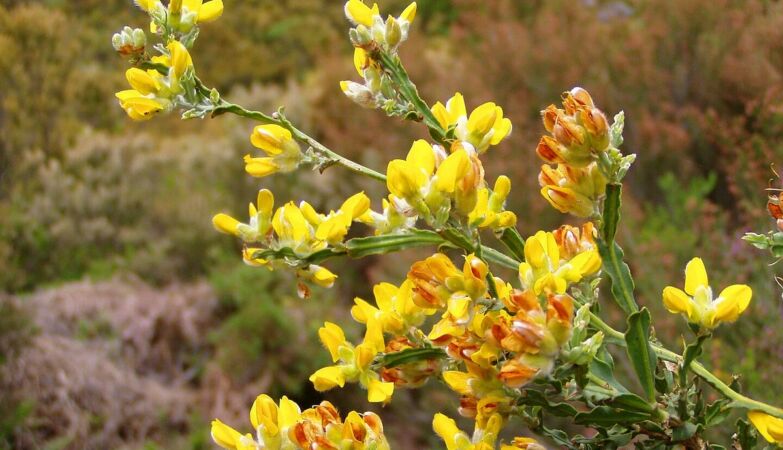 Carqueja helps treat diabetic wounds and reduces pain