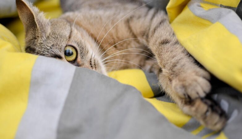 Nervous cat? May have a mysterious disease