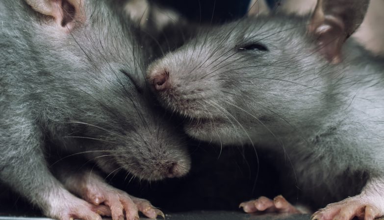 Successful test with mice gives hope to gay couples who want to have biological children