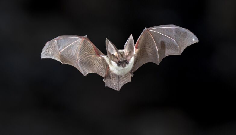 Bats don't have cancer-and this can help us fight it