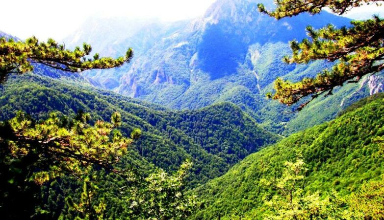 The last tropical forest in Europe is in one of the least visited countries