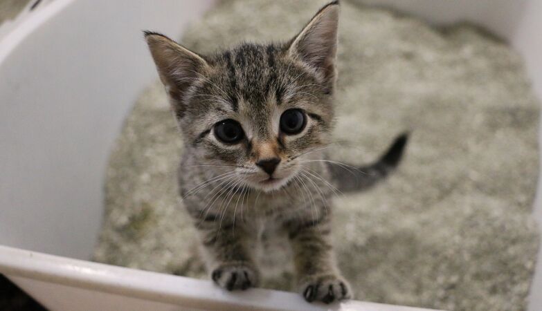 Sand of cats, water, fruits (and not only) have parasite that beheads human sperm